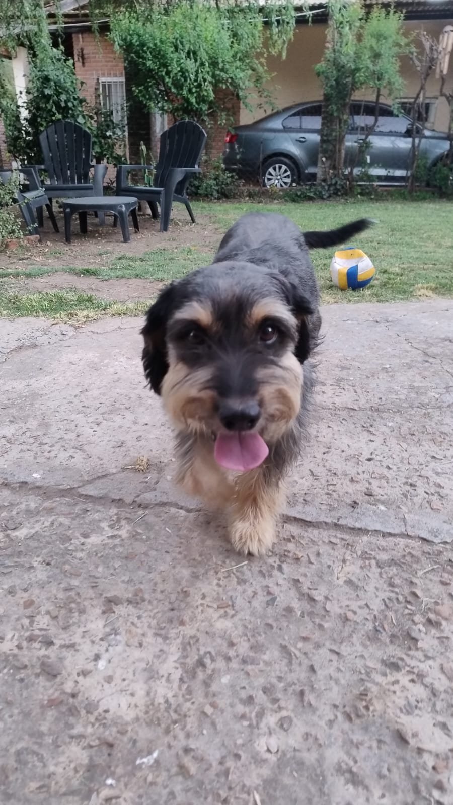 Mascota