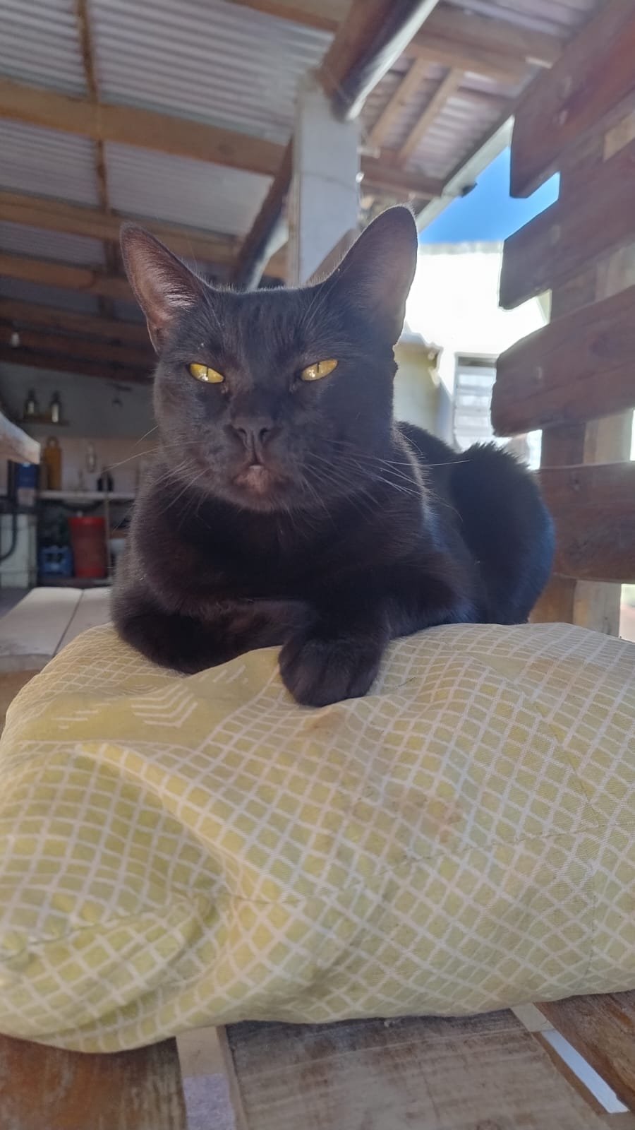 Mascota